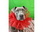 Mojito American Pit Bull Terrier Young Male