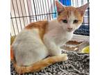 Almond Domestic Shorthair Kitten Male