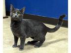 Eggy Domestic Shorthair Young Female