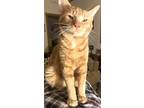Theo Domestic Shorthair Adult Male