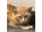 Recko Domestic Shorthair Adult Male