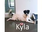 Adopt Kyla a Great Pyrenees, Sheep Dog