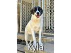 Adopt Kyla a Great Pyrenees, Sheep Dog