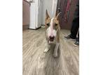 Adopt Hs260376 / Bubbles a Bull Terrier