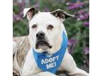 Adopt Scarlett a Boxer, Pit Bull Terrier