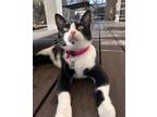 Adopt Tinsel a Domestic Short Hair