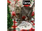 Adopt Tara a Domestic Short Hair