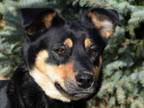 Adopt SADIE a Australian Kelpie, Australian Cattle Dog / Blue Heeler