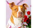 Adopt Reba- in foster a Pit Bull Terrier