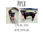 Adopt Piper a Mixed Breed
