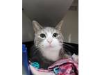 Adopt Chloe a Domestic Short Hair