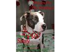 Adopt Sissy a Pit Bull Terrier