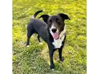 Adopt Orleans a Border Collie, Black Labrador Retriever