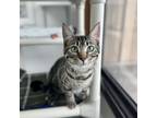 Adopt Firecracker a Domestic Short Hair