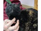 Adopt Shelli a Tortoiseshell