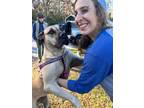 Adopt Zoey a Mastiff