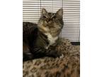 Adopt Keeper a American Shorthair, Tabby