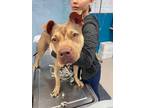 Adopt Remi (In-Foster) a American Staffordshire Terrier, Husky