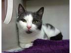 Adopt CHIGNON a Domestic Short Hair