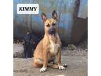 Adopt KIMMY a Shepherd, Labrador Retriever