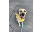 Adopt Izzy Belle a Anatolian Shepherd