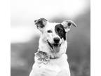 Adopt Lucy (Courtesy Posting) a Border Collie