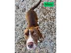Adopt Missy Bonney Lass 56747 a Pit Bull Terrier