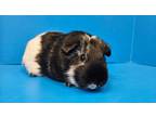 Adopt Pudding a Guinea Pig