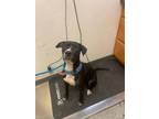 Adopt Tater Tot a Pit Bull Terrier, Mixed Breed