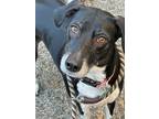 Adopt Pepper a German Shorthaired Pointer, Labrador Retriever