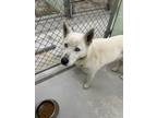 Adopt Cindy-Lou a Siberian Husky