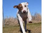 Adopt Dewie a Pit Bull Terrier
