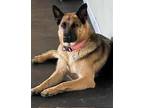 Adopt Elsa a German Shepherd Dog