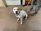 Adopt Lilly a Pit Bull Terrier