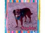Adopt Sophie a Dachshund