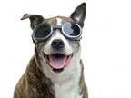 Adopt Maya a American Staffordshire Terrier, Labrador Retriever