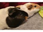 Adopt Danie et Emma a Guinea Pig
