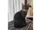 Adopt CATNISS a Domestic Short Hair