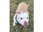 Adopt HONEY a American Staffordshire Terrier, Mixed Breed
