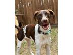 Adopt Lucy a Brittany Spaniel, Pointer