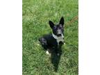 Adopt Tara a Australian Cattle Dog / Blue Heeler, Border Collie