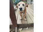 Adopt Marley Girl a Basset Hound, Labrador Retriever