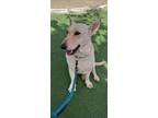 Adopt Stella a German Shepherd Dog, Canaan Dog