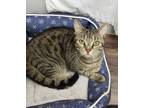 Adopt Bangles a Tabby, Domestic Short Hair