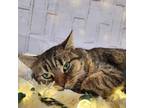 Adopt Claire a Domestic Short Hair, Tabby