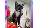 Adopt Sneezer a Domestic Short Hair