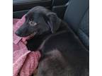 Adopt Foxy a Border Collie, Labrador Retriever