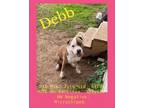 Adopt Deb a Pit Bull Terrier, Boxer
