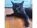 Adopt Midnight a Domestic Short Hair