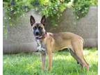 Adopt Xena a Australian Cattle Dog / Blue Heeler, Cane Corso